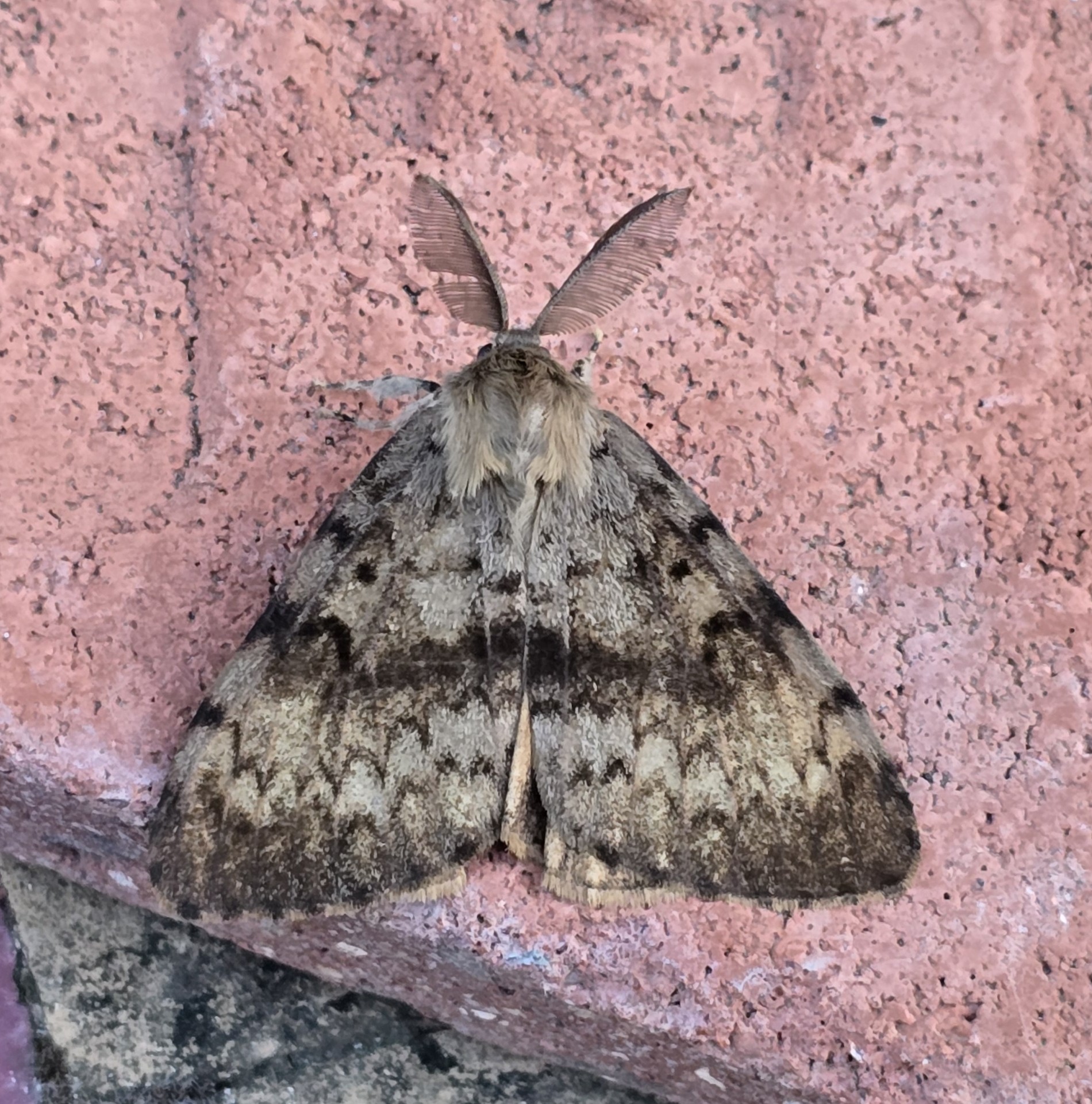Photo of Gypsy Moth (Lymantria dispar)